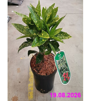 Aucuba jap. 'Variegata' C 2,5 L